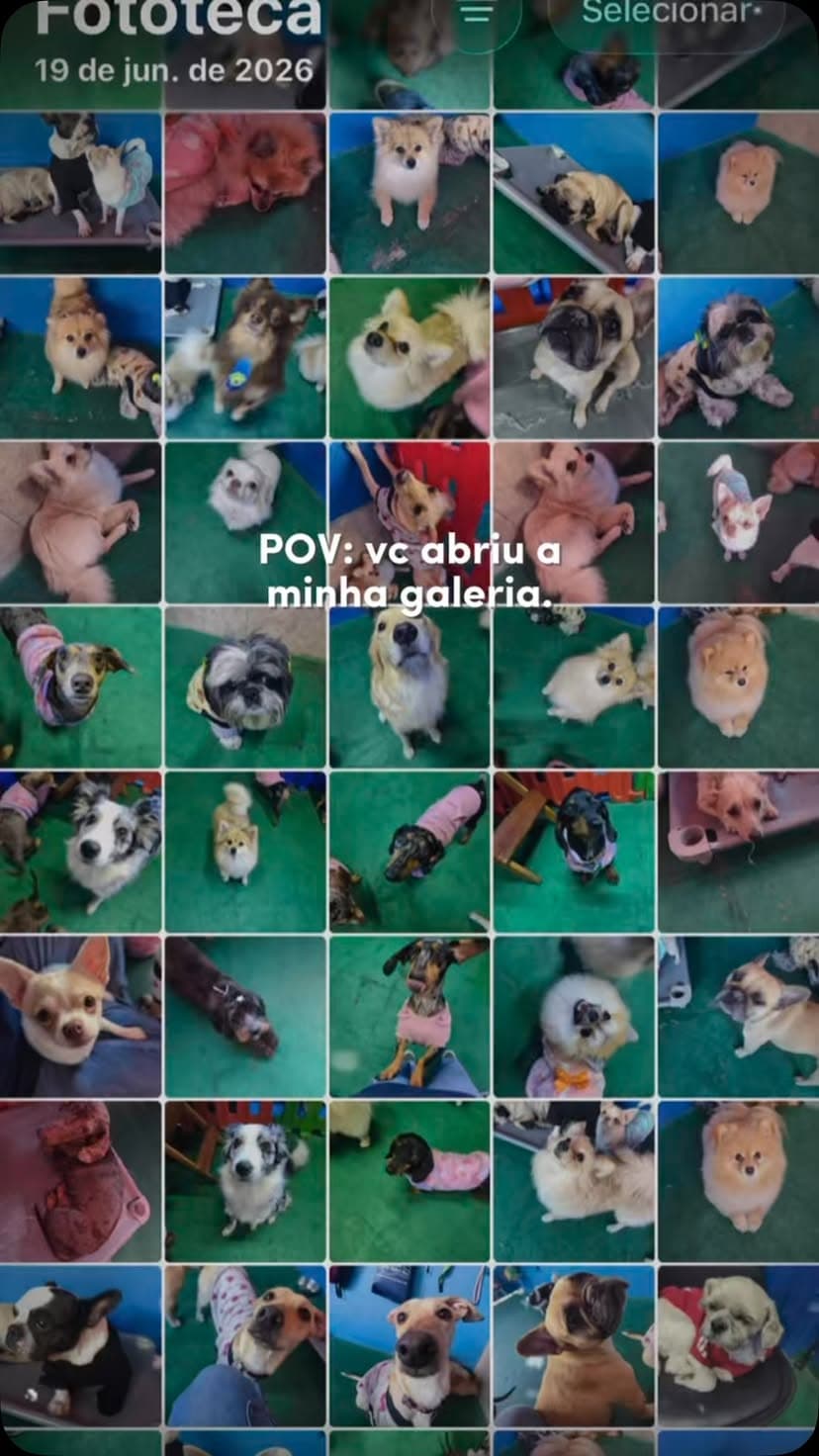 POV: você abriu a galeria do tio da creche… 📸🐶

…e encontrou uma coleção de sorrisos, caras de felicidade e muita b