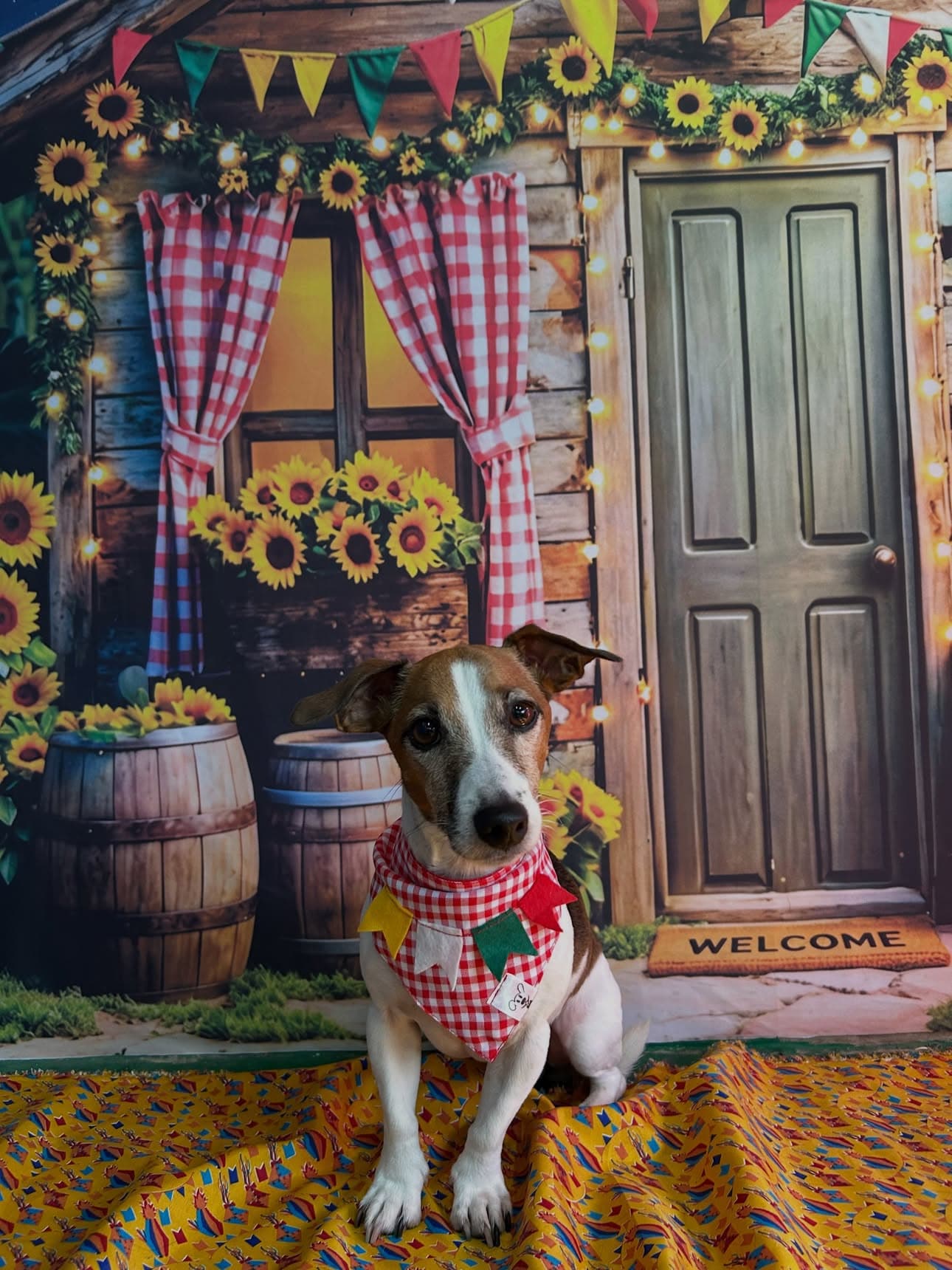 🌽🐶 Nosso arraiá pode até ter acabado, mas essas fotos mereciam um lugar no feed!

Entre chapéus, lencinhos e muita 