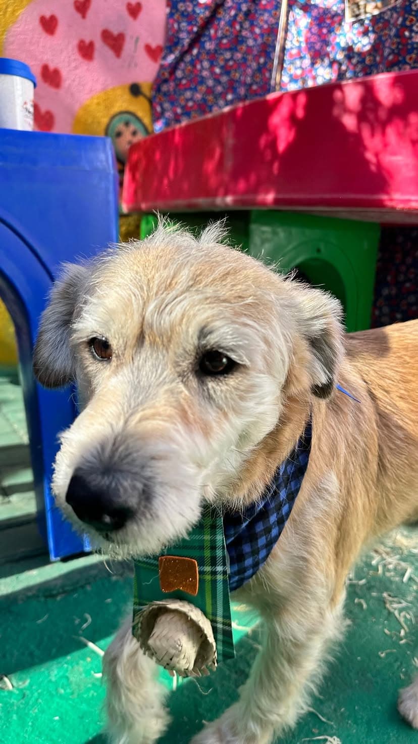 🤠🌽 Arraiá por aqui também é dia de gastar energia, brincar e se divertir! 🐶💛

Nossos alunos entraram no clima da 
