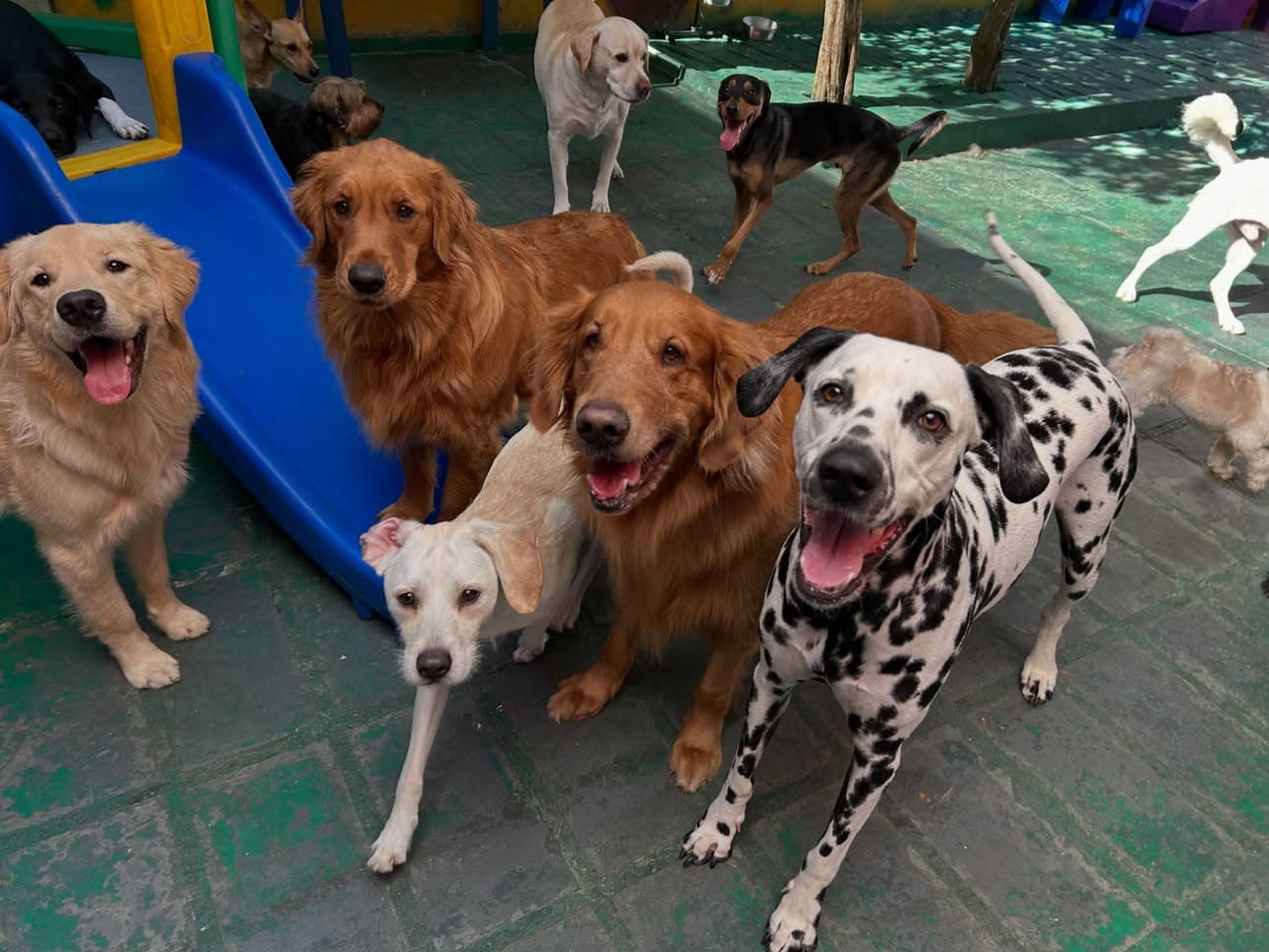 Tem coisa melhor do que um dia cheio de brincadeiras, corridas, sonecas e amigos? 🐶💚

Cada foto desse carrossel é um 