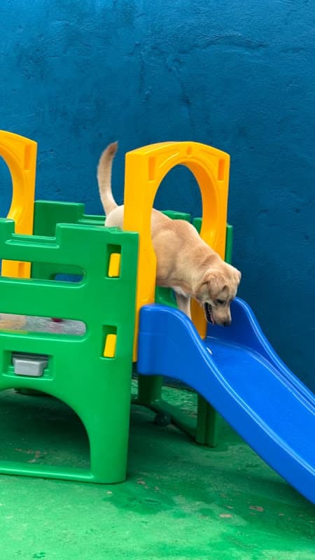 Cão da tutora Ana Luisa Bulk no Clube do Téo