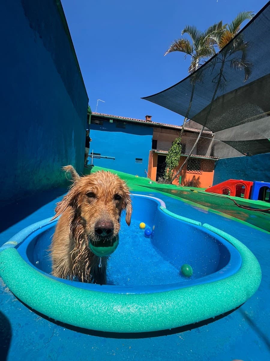 Nina, golden retriever da tutora Arielle Dias, na piscina do Clube do Téo