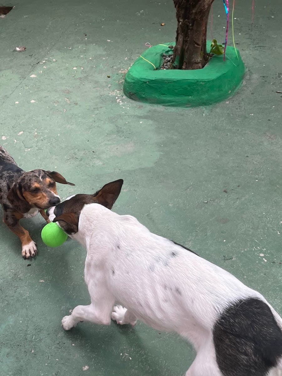 Cici e outro cão brincando com bola no Clube do Téo, foto da avaliação de Giovanna Rodrigues Ferreira