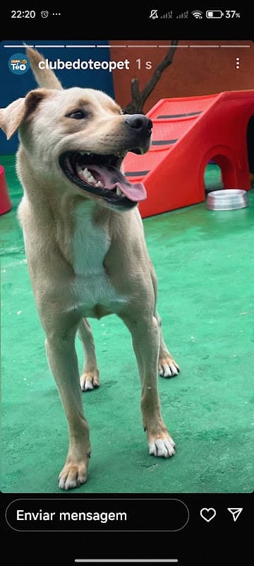 Cão da tutora Helena Duarte no Clube do Téo