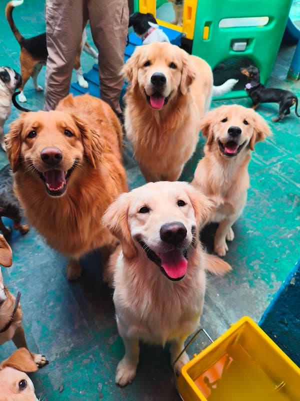 Cães brincando na creche, foto da avaliação de Renata Saraiva