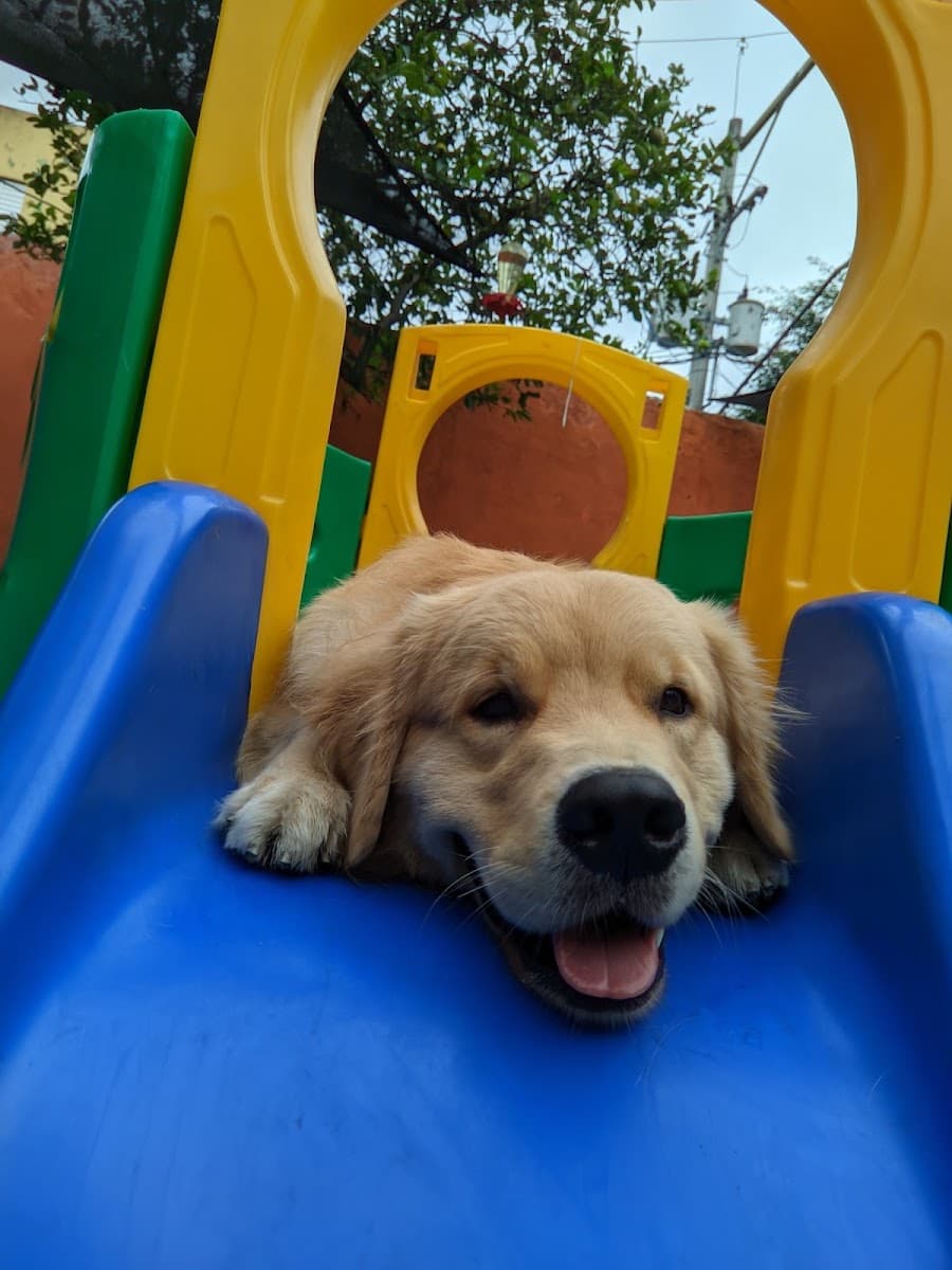 Bento, golden retriever do tutor Ricardo Silva Jorge, no playground do Clube do Téo