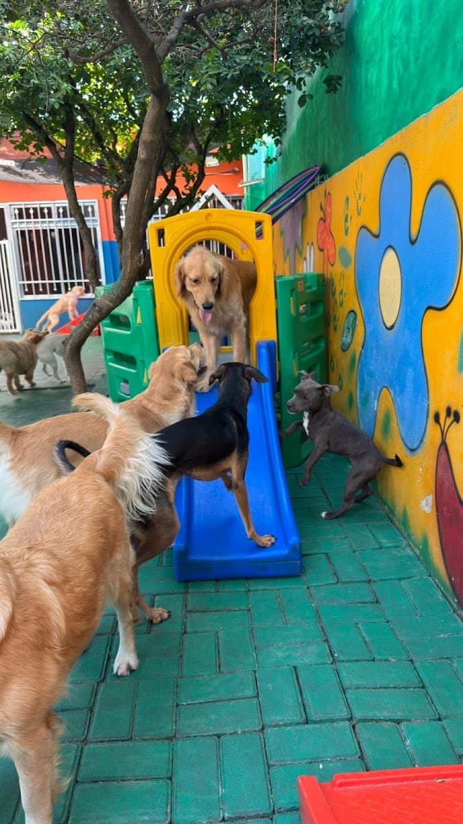 Cães brincando no playground do Clube do Téo, foto da avaliação de Tiago Cardoso