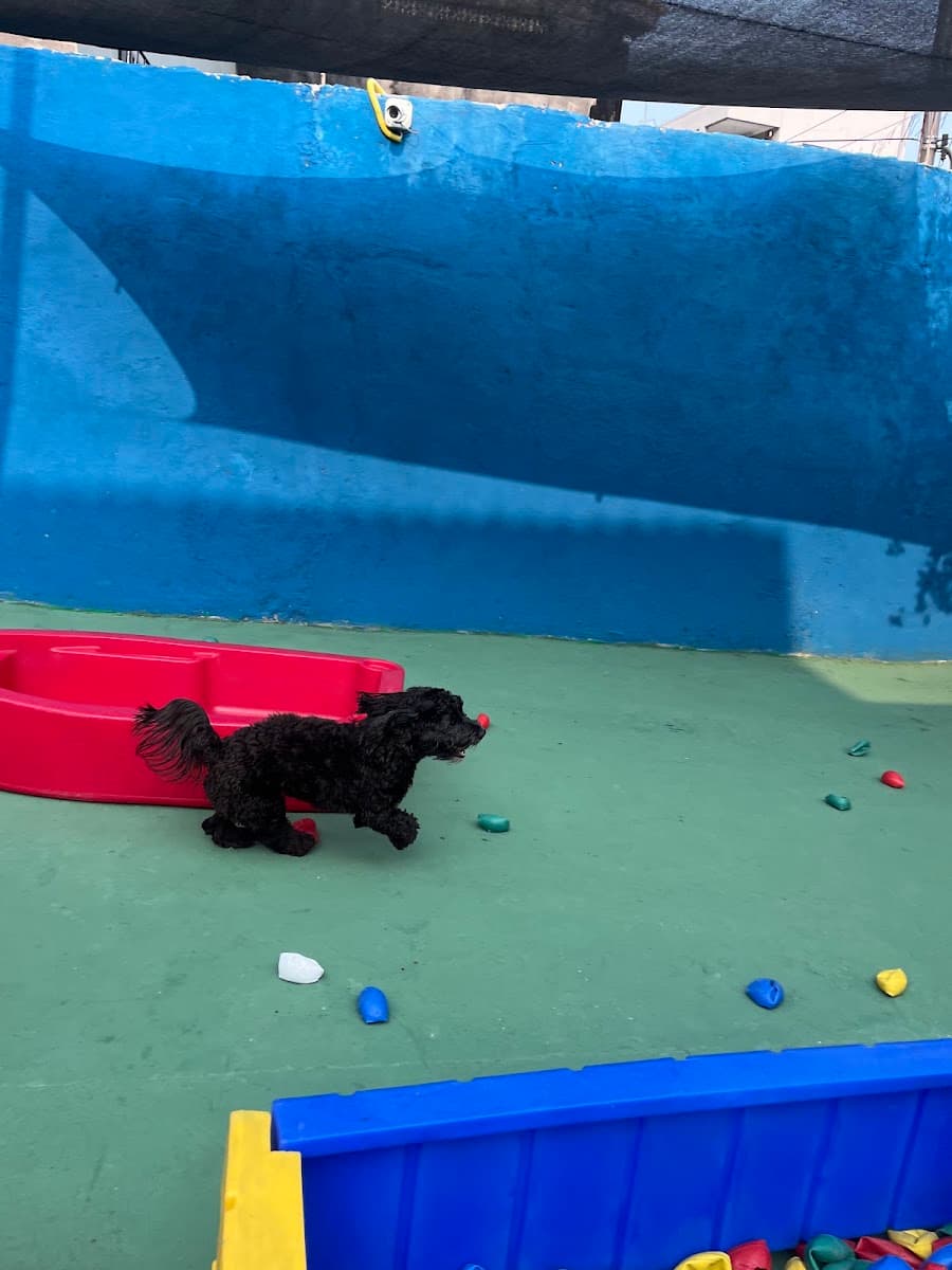 Jack, cão da tutora Vanessa Lins, correndo no playground do Clube do Téo